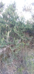 Erica arborea