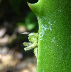 Abisares viridipennis