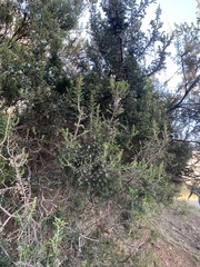Erica arborea