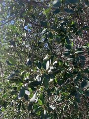 Rhamnus alaternus