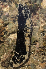Holothuria leucospilota