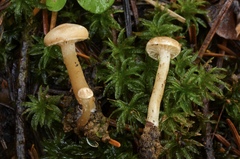 Pseudoomphalina