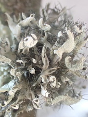 Heterodermia leucomelos