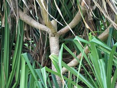 Pandanus odorifer