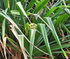 Pandanus odorifer