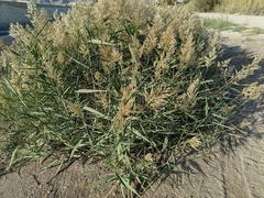 Phragmites australis