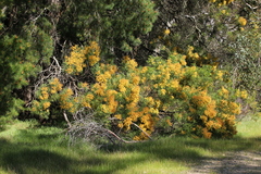Acacia decurrens