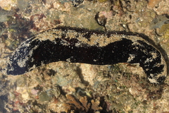 Holothuria leucospilota