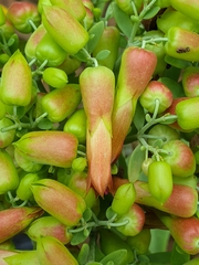 Kalanchoe gastonis-bonnieri
