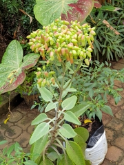 Kalanchoe gastonis-bonnieri