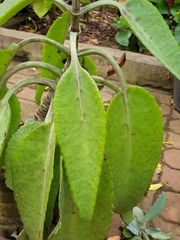 Kalanchoe gastonis-bonnieri