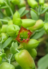 Kalanchoe gastonis-bonnieri