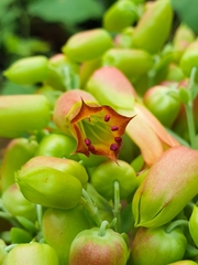 Kalanchoe gastonis-bonnieri