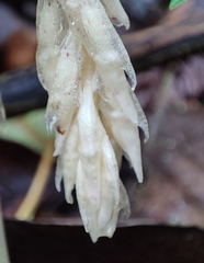 Epipogium roseum