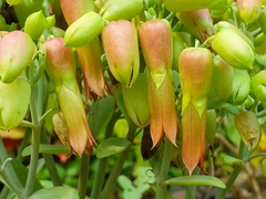 Kalanchoe gastonis-bonnieri