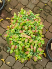 Kalanchoe gastonis-bonnieri