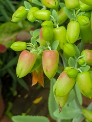 Kalanchoe gastonis-bonnieri