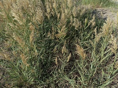 Phragmites australis