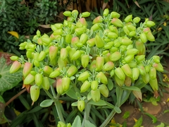 Kalanchoe gastonis-bonnieri