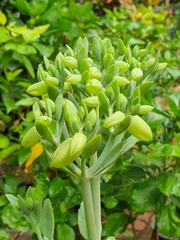 Kalanchoe gastonis-bonnieri