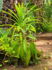 Kalanchoe gastonis-bonnieri
