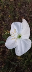 Oenothera acaulis