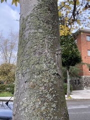 Hyperphyscia adglutinata