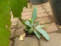 Kalanchoe gastonis-bonnieri