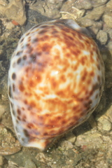 Cypraea tigris