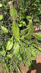 Opuntia monacantha