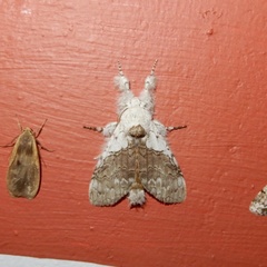 Calliteara horsfieldii