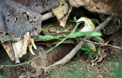 Geograpsus crinipes
