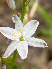 Caesia parviflora minor