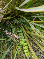 Anisotome aromatica