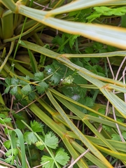 Anisotome aromatica