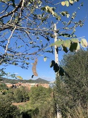 Fabaceae