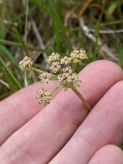 Anisotome aromatica