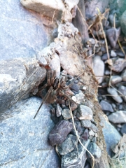 Dolomedes aquaticus