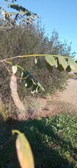 Fabaceae