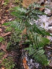 Parapolystichum acuminatum