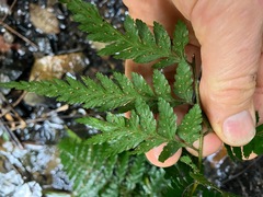 Parapolystichum acuminatum