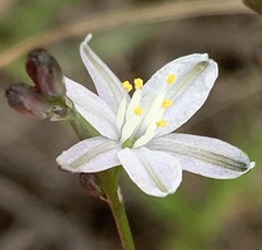 Caesia parviflora minor