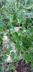 Smilax aspera
