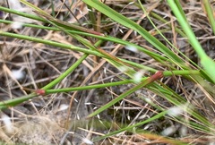 Caesia parviflora minor