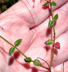 Gonocarpus teucrioides