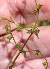 Gonocarpus teucrioides