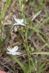 Caesia parviflora minor