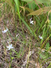Caesia parviflora minor