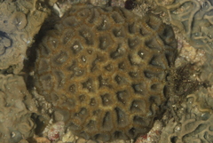 Merulinidae
