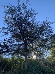 Cedrus atlantica